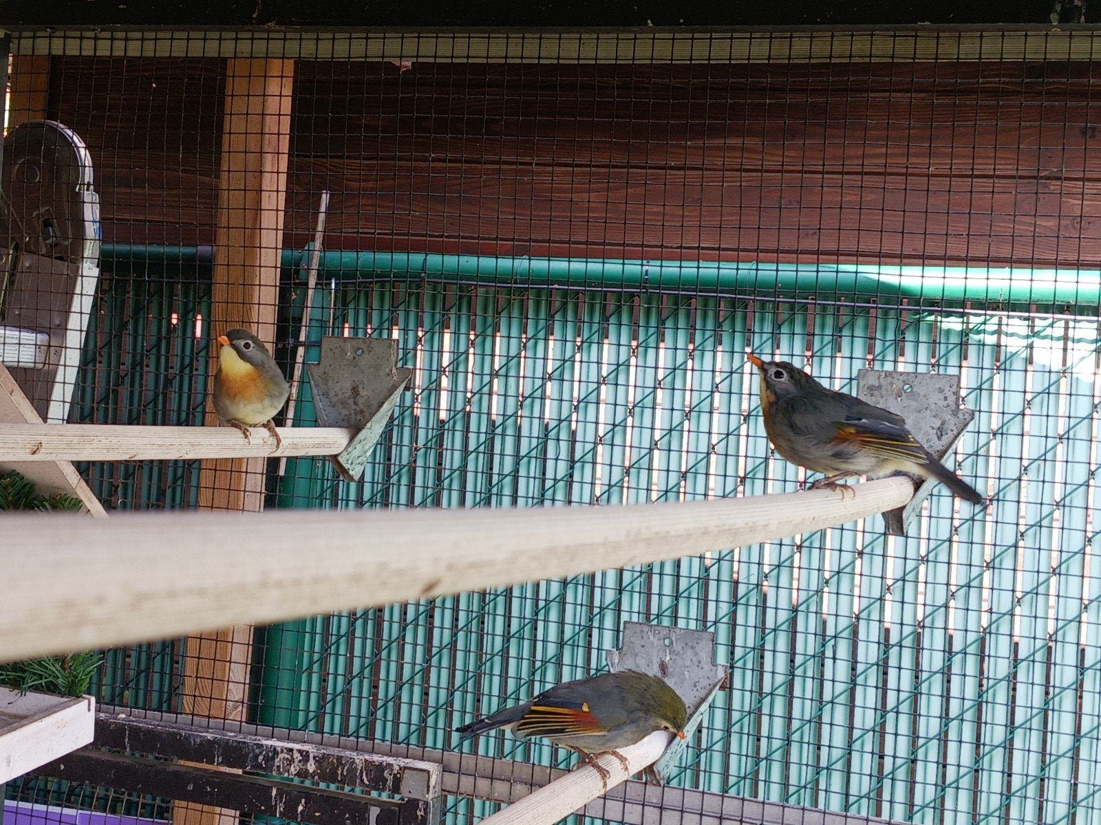 vogels japanse  nachtegalen, Dieren en Toebehoren