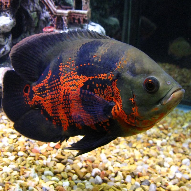 Oscar vis, Poisson