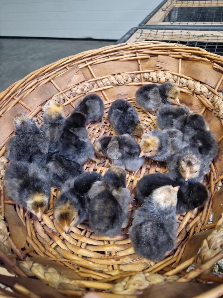 Verschillende rassen kuikens te koop