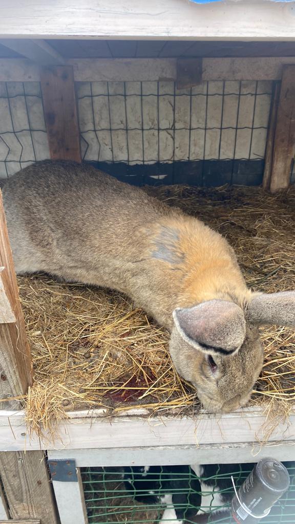 Vlaamse reus, Dieren en Toebehoren, Konijnen, Groot