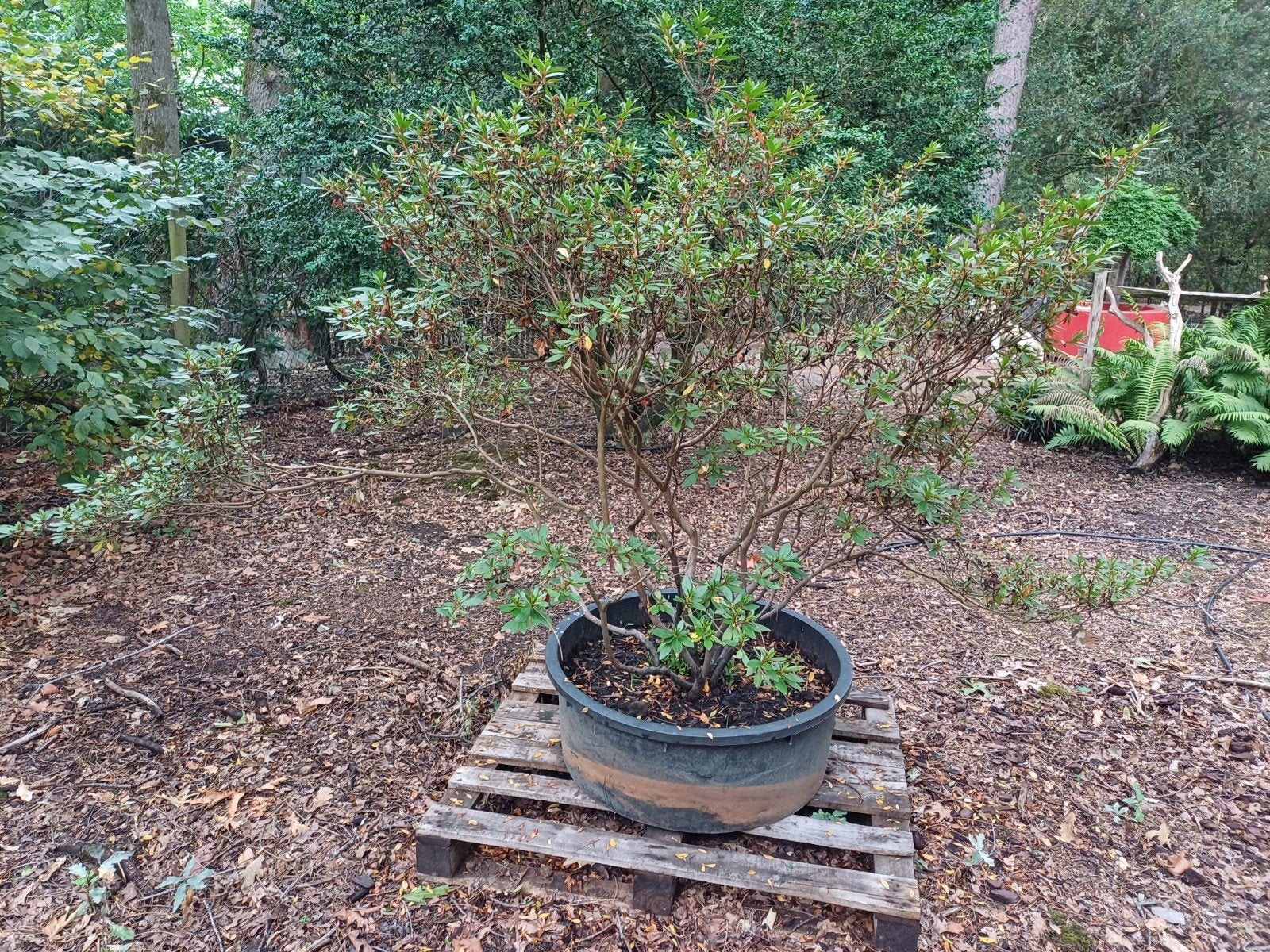azalea s, Tuin en Terras, Ophalen