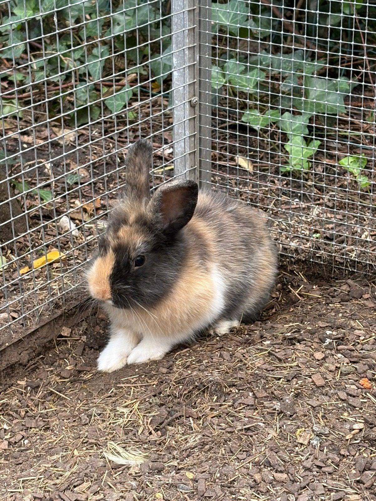 jonge konijntjes ( voedsters ), Femelle, Petit, 0 à 2 ans