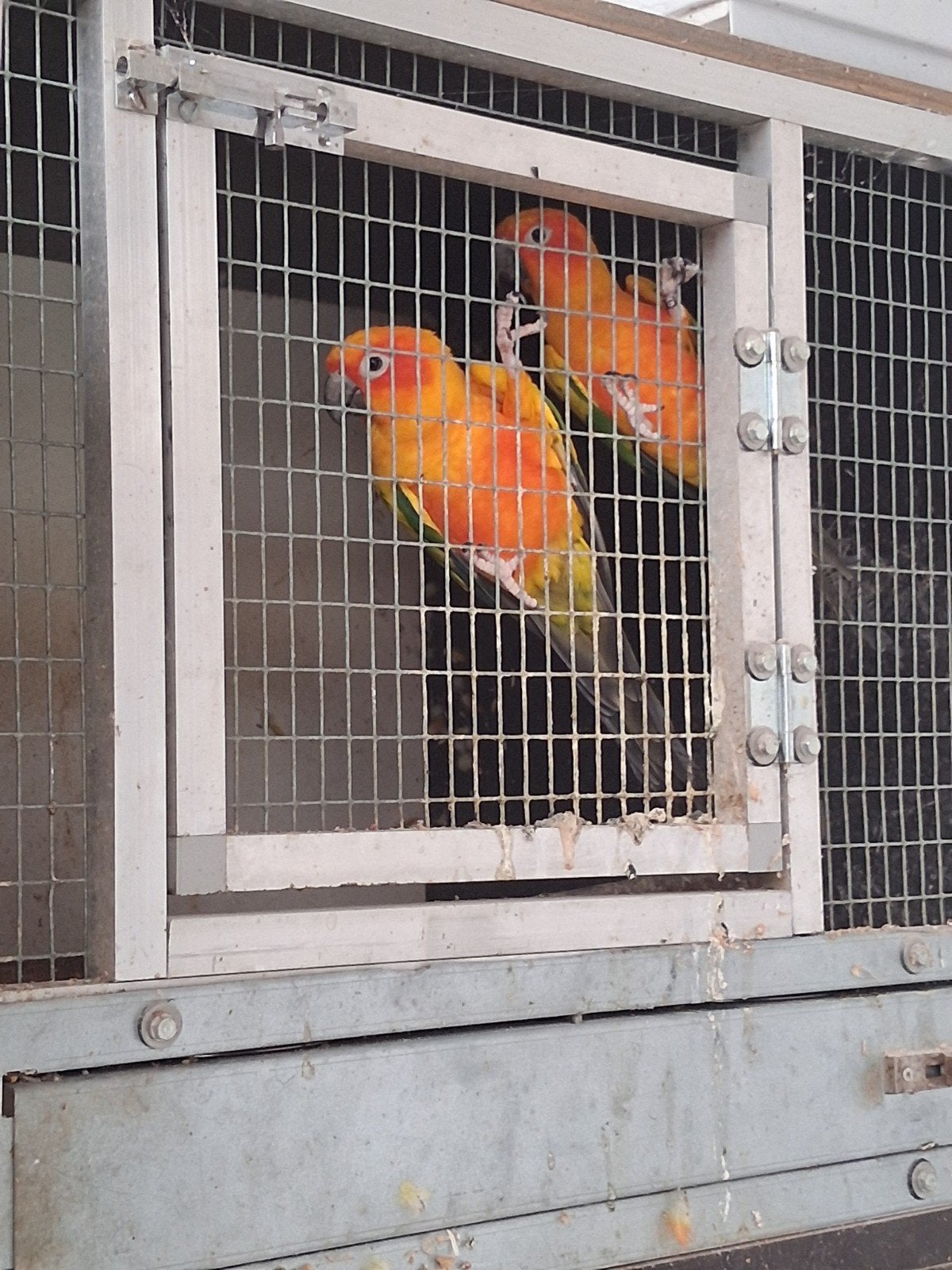 Zonparkiet koppel en enkele man, Animaux & Accessoires, Oiseaux | Canaris