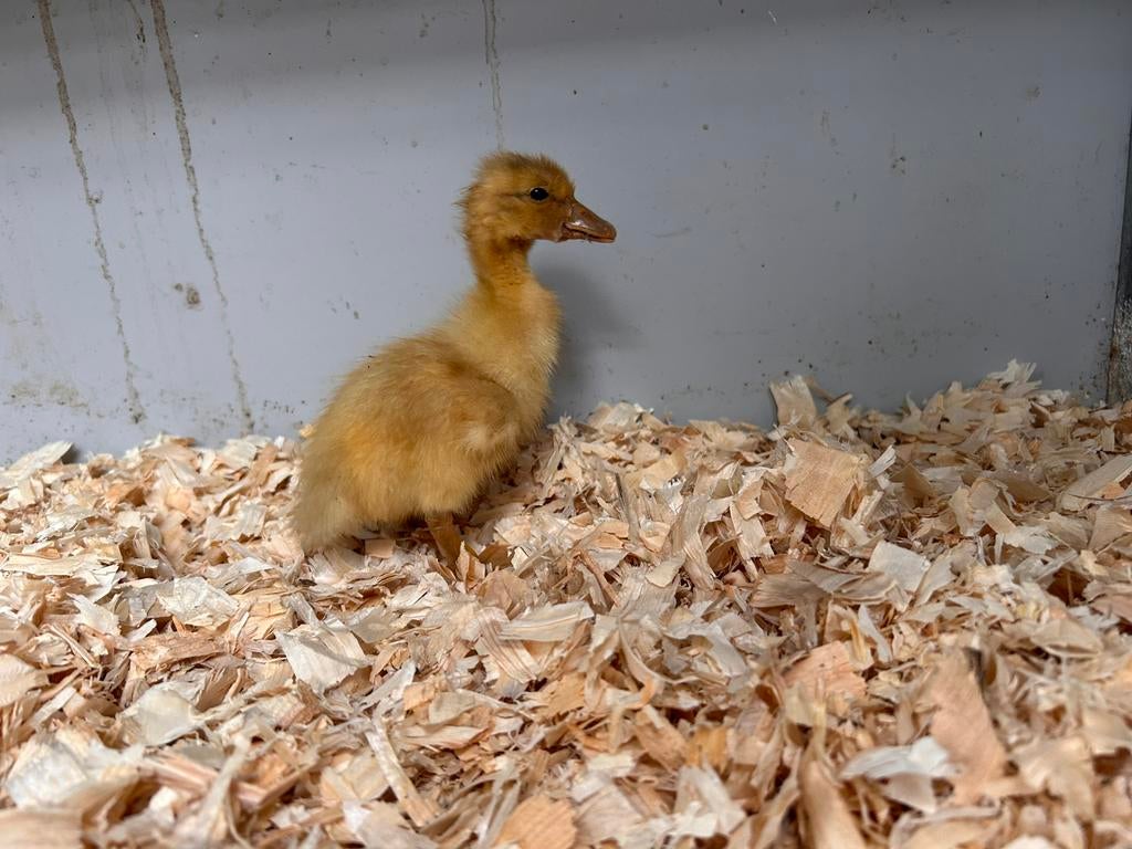 Saksen eendje, Animaux & Accessoires, Volatiles, Sexe inconnu, Canard