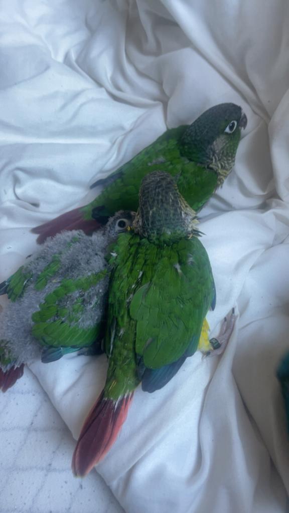 Conure EAM à 2 semaines du sevrage, Animaux & Accessoires