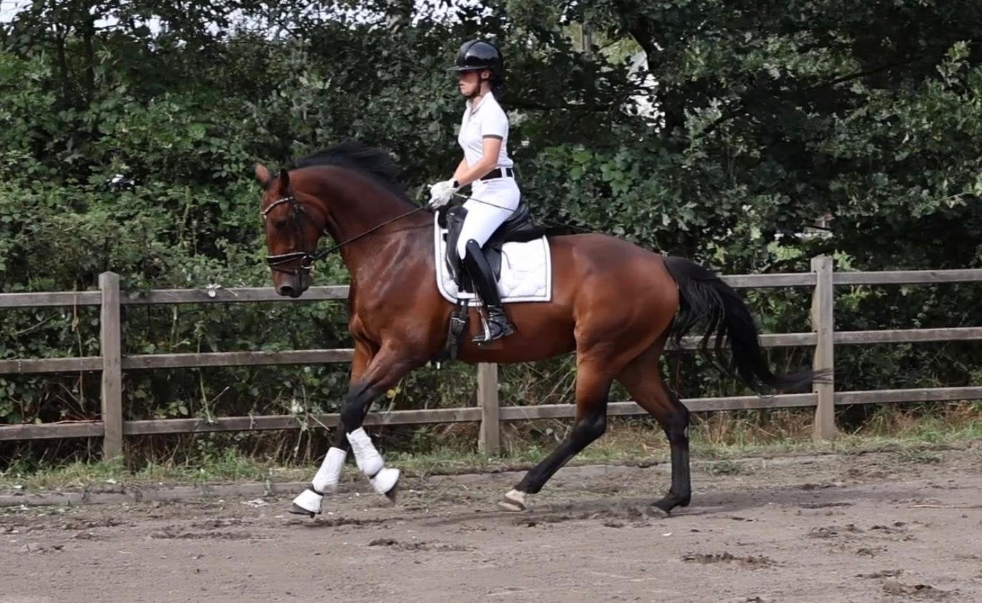 Paard te koop, Animaux & Accessoires, Cheval de dressage, B, Avec pedigree, 170 à 175 cm