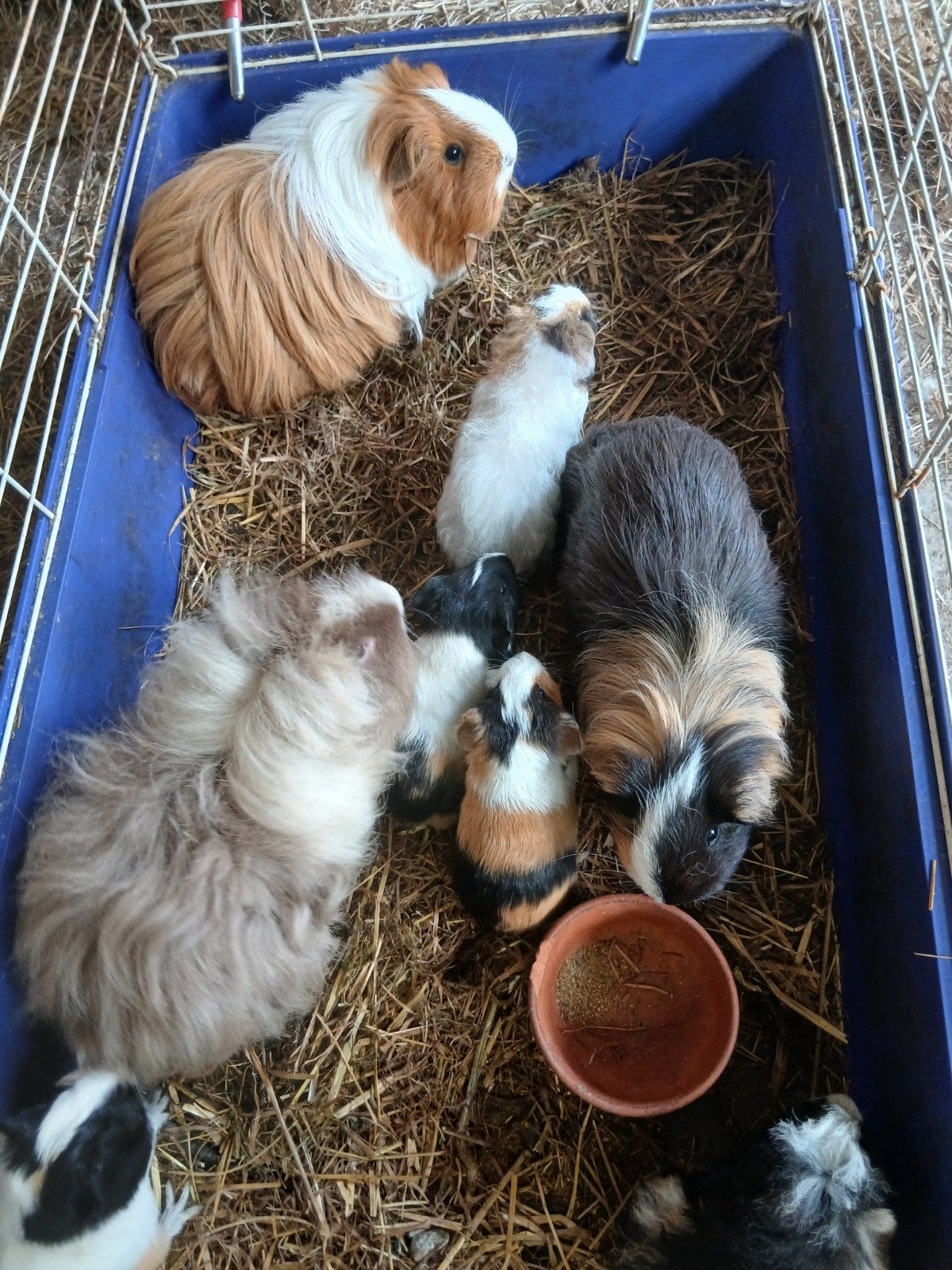 Sheltie en tessel cavia's, Dieren en Toebehoren, Cavia, Juli, Meerdere dieren, Tam
