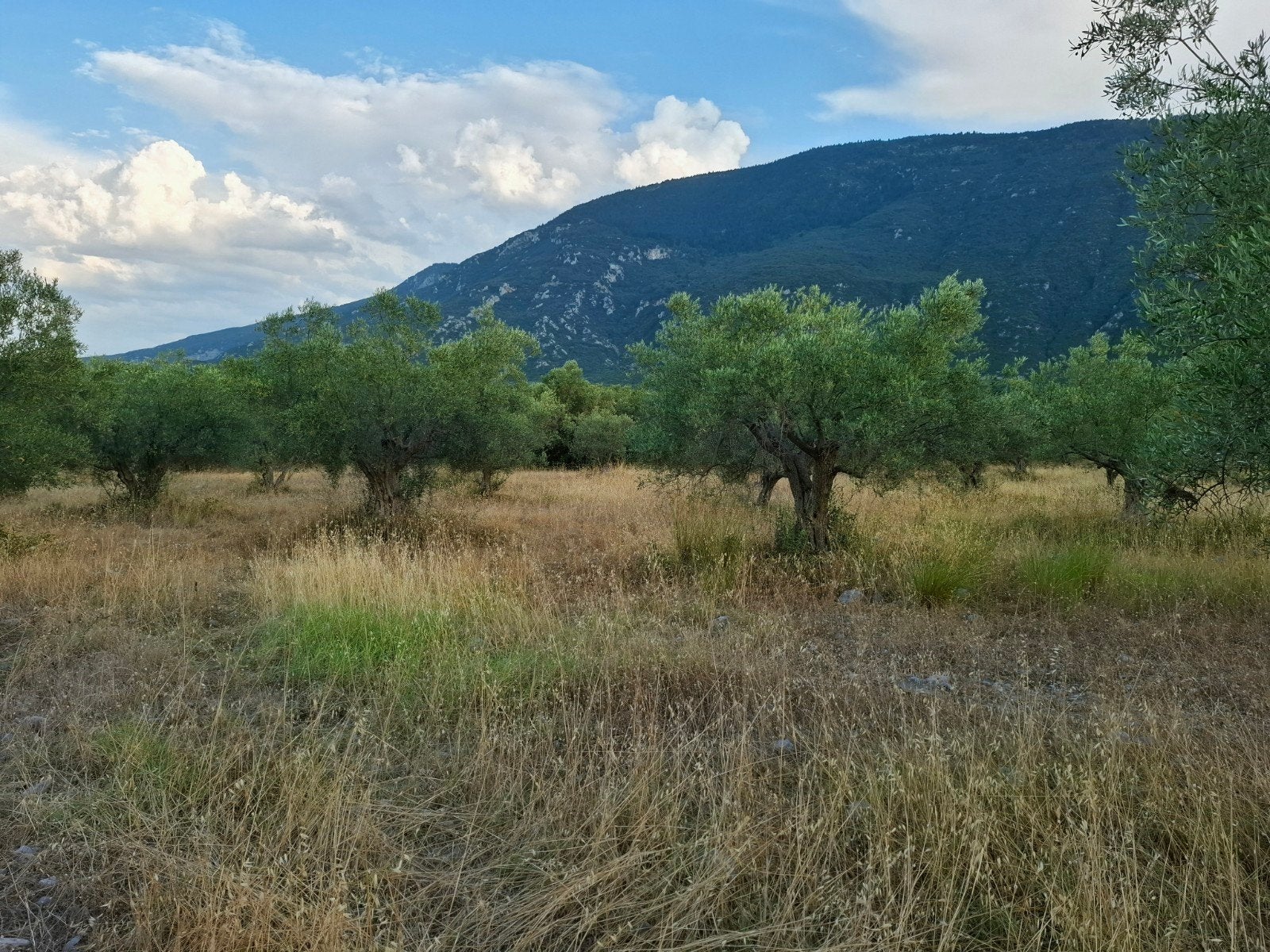 Huile d'olive grecque bio extra vierge., Enlèvement