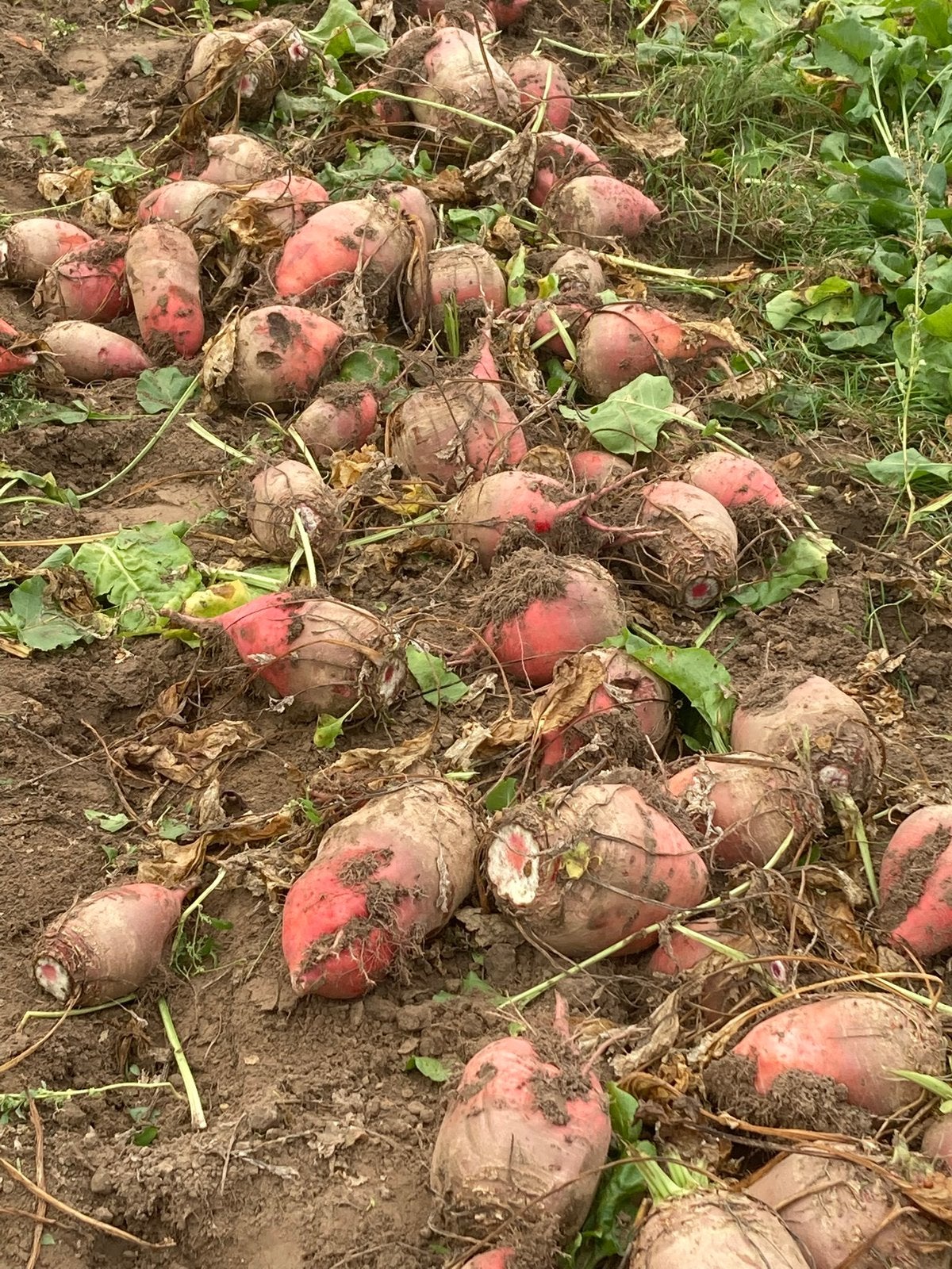 Voederbieten, Ophalen