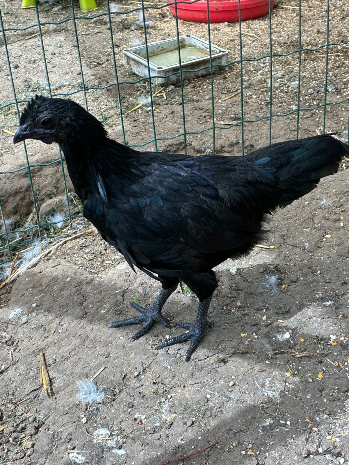 Ayam Cemani haan, Dieren en Toebehoren, Pluimvee, Mannelijk, Kip