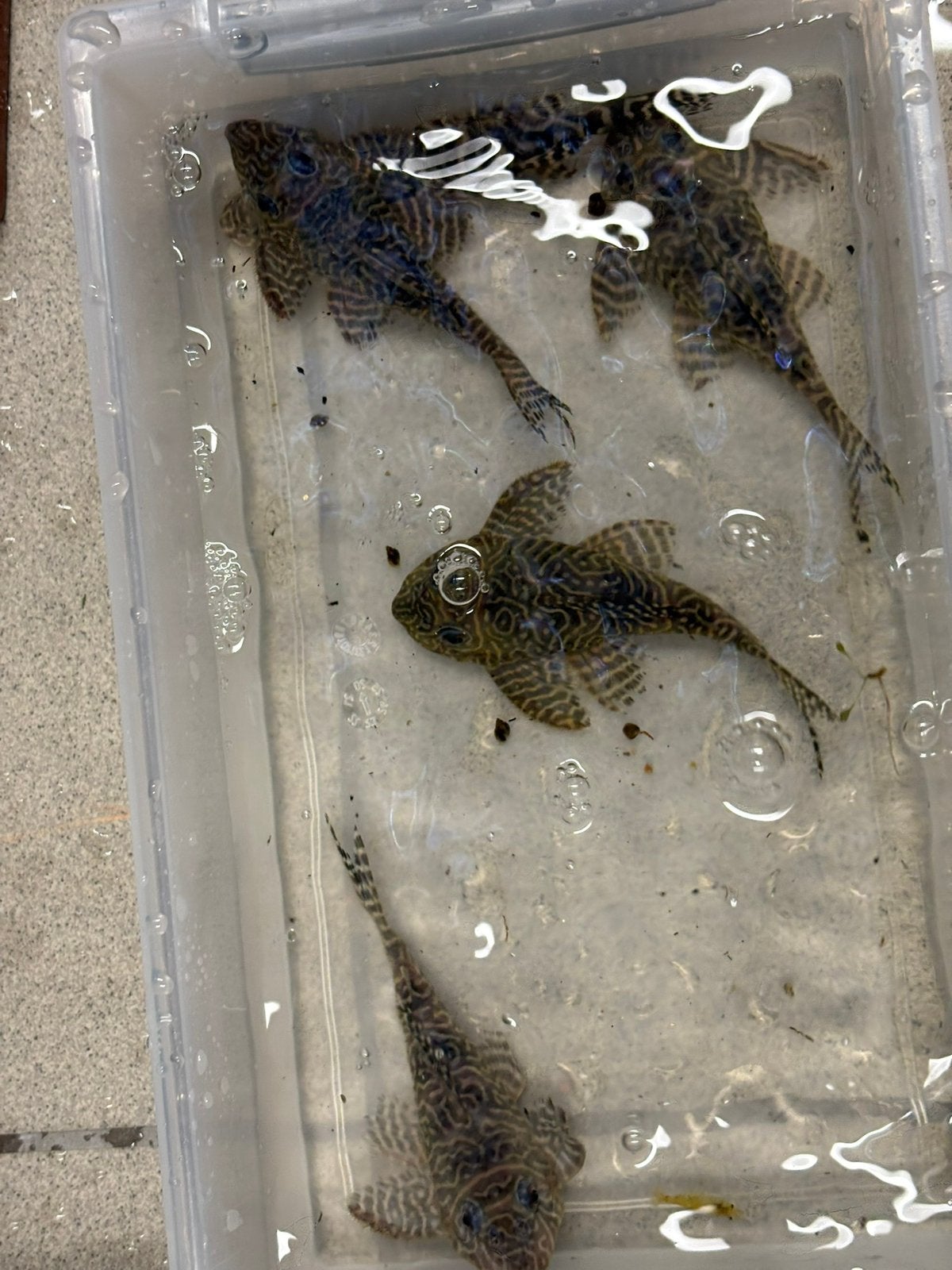 L333 pleco kweekgroep, Dieren en Toebehoren