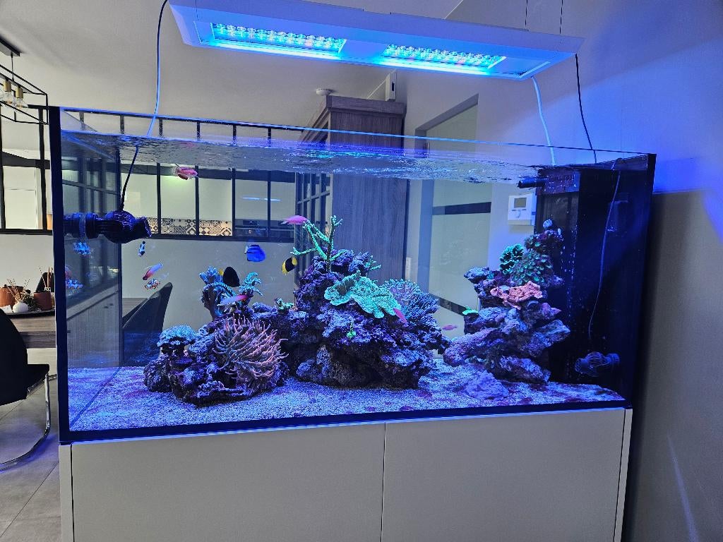 Aquarium eau de mer, Animaux & Accessoires, Poissons | Aquariums & Accessoires, Red Sea, Pompe, Aquarium d'eau de mer rempli, Enlèvement