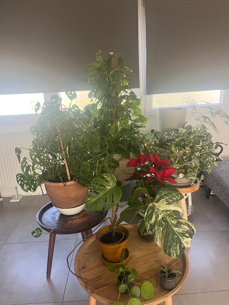 Lot de plantes, Autres espèces, En pot, Moins de 100 cm, Enlèvement
