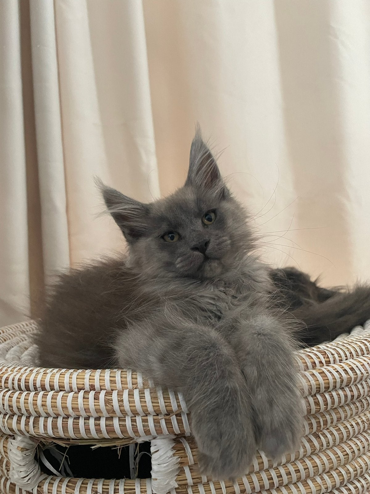 Blue smoke! Maine Coon Kitten beschikbaar, Dieren en Toebehoren, Poes, Met stamboom, 0 tot 2 jaar