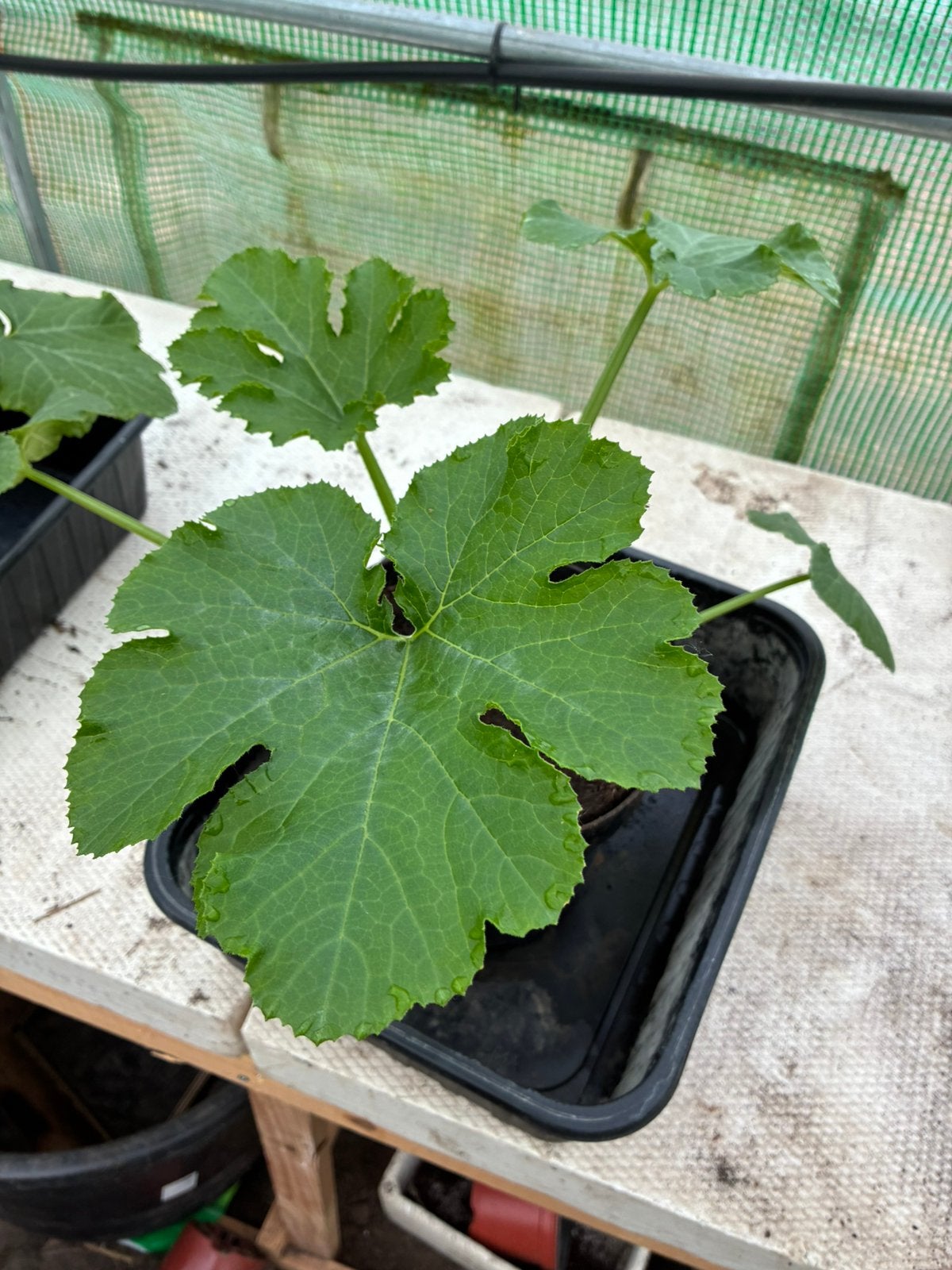 Courgetteplanten  paprikaplanten ronden butternut, Tuin en Terras, Ophalen