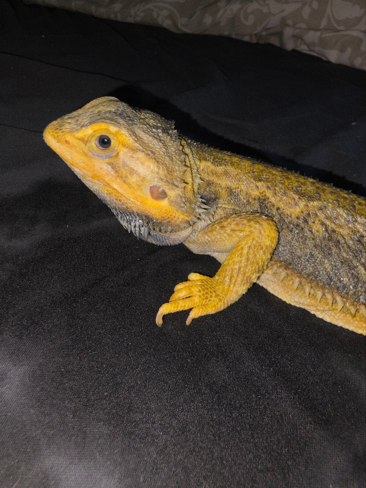 Homme-dragon barbu réservé aux animaux domestiques, Animaux & Accessoires, Lézard, Domestique, 3 à 6 ans
