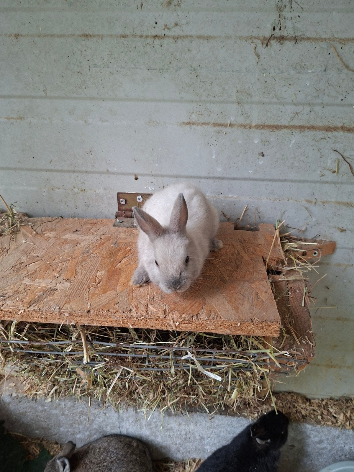 mini dwergkonijn, Dieren en Toebehoren, Konijnen, Vrouwelijk, Dwerg, 0 tot 2 jaar