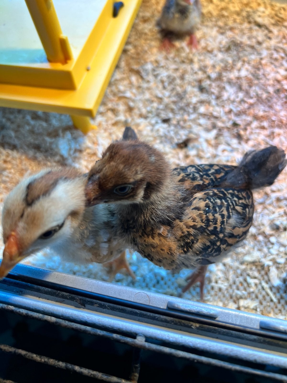 Poussins Wyandotte, Poule ou poulet
