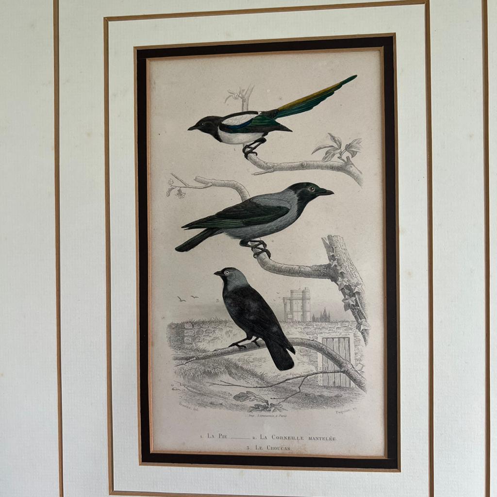Antieke Print 1853 hand ingekleurd Elster,Kraai, Ophalen of Verzenden