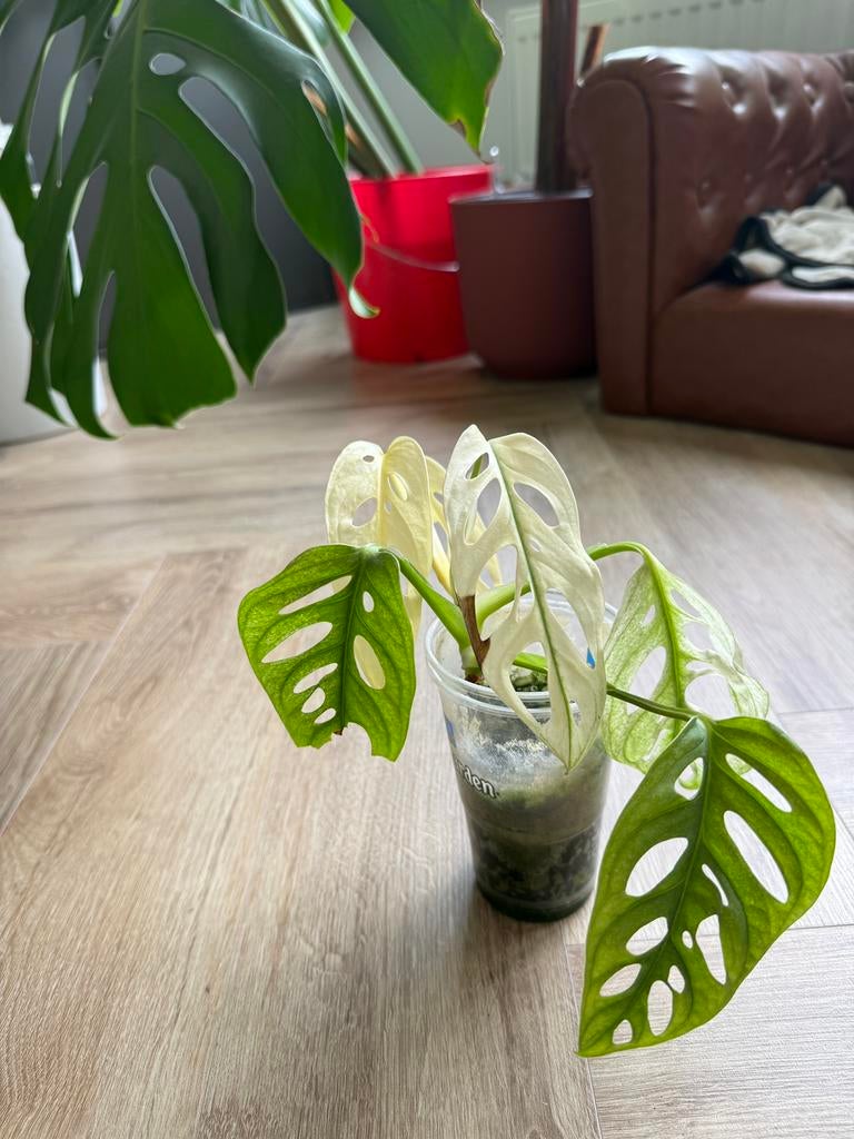 Monstera adansonii Variegata (albo), Enlèvement