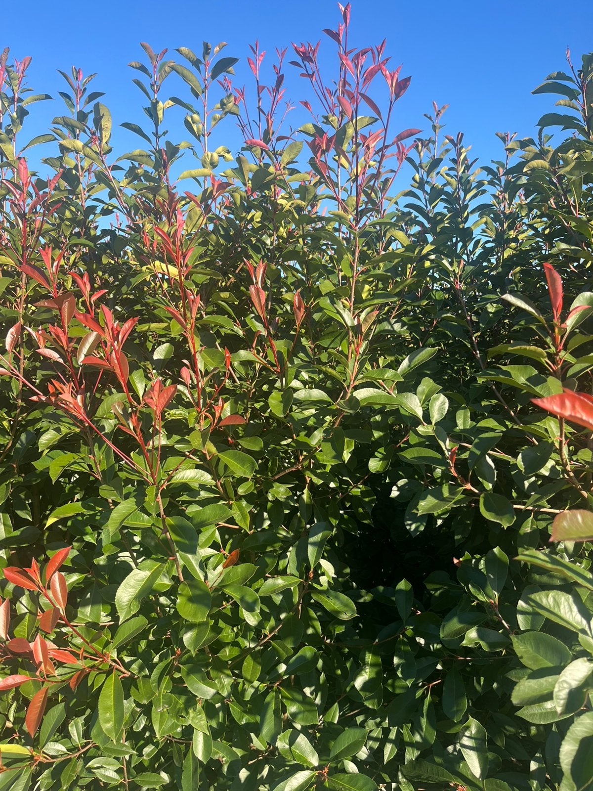 Photinia red robin, Tuin en Terras, Ophalen of Verzenden