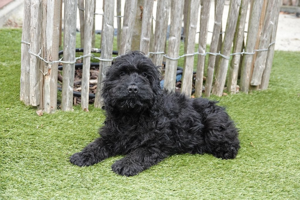 Zwarte Cockapoo pups, geteste ouders, Parvo, België, 8 tot 15 weken, Meerdere