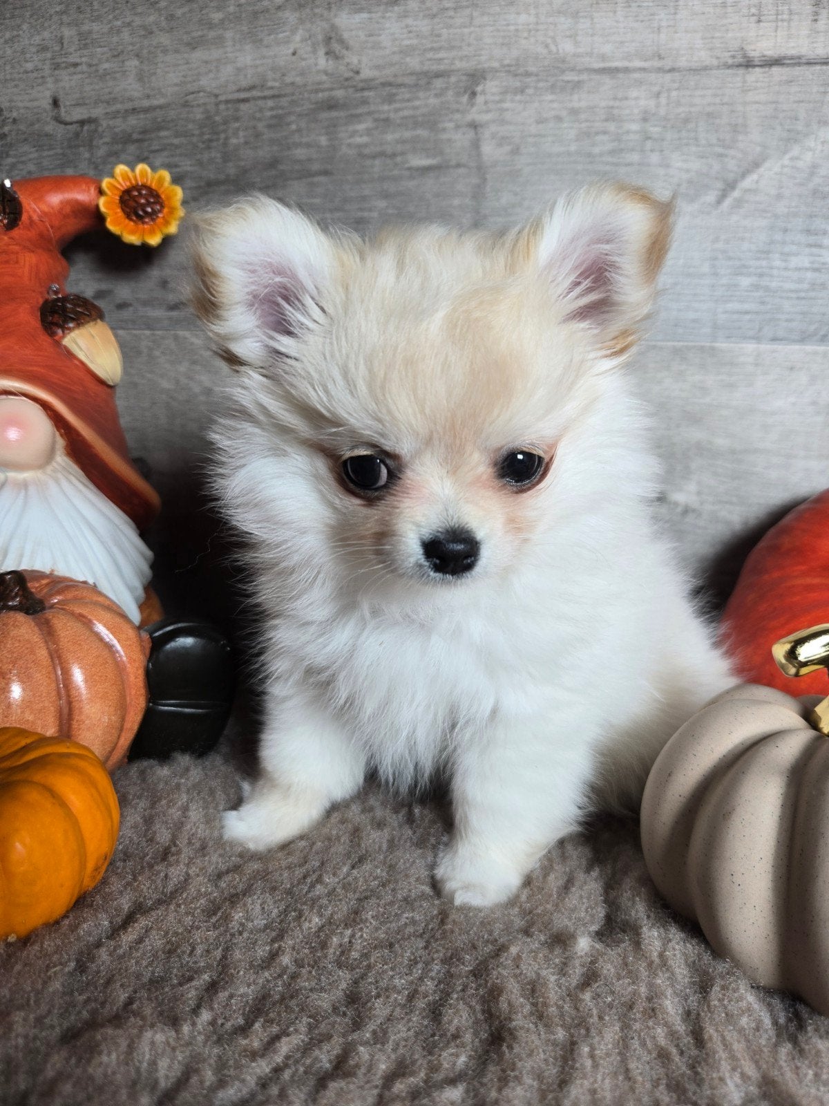 Pomchi pup kleinblijvend ( Pomeriaan x Chihuahua ), België, Fokker | Hobbymatig, Overige rassen, CDV (hondenziekte)