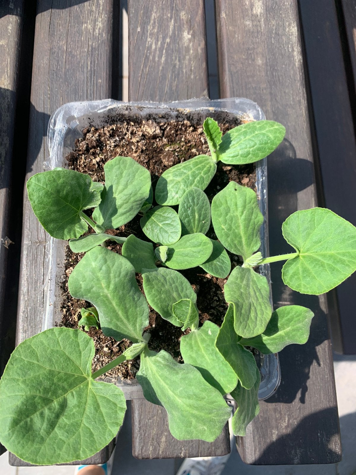 Pompoen en courgette plantjes, Ophalen