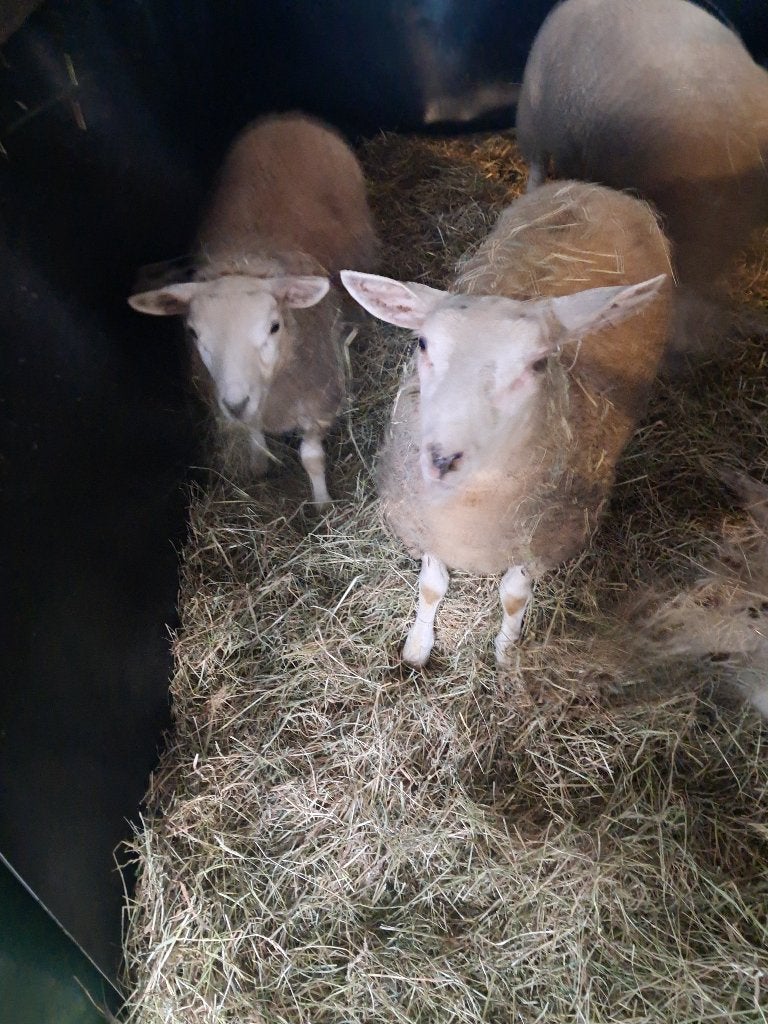 2 ram lammeren, Mâle, Mouton, 0 à 2 ans