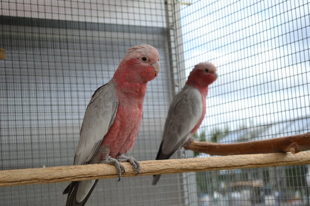 rose kaketoe, Dieren en Toebehoren, Papegaai, Geringd