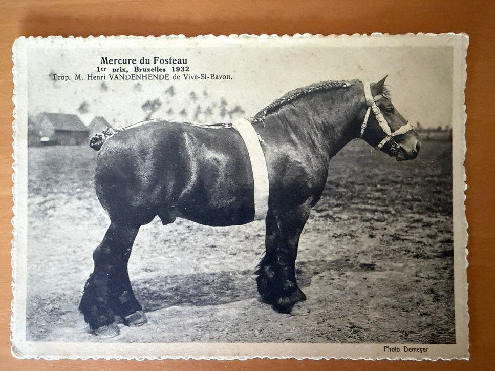 Lauréat du prix Draft Horses 1932, Antiquités & Art, Enlèvement ou Envoi, Photo