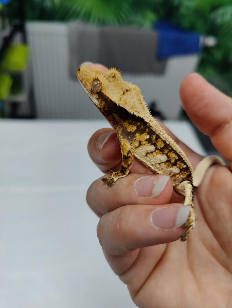 Wimpergekko Tricolor man, Dieren en Toebehoren