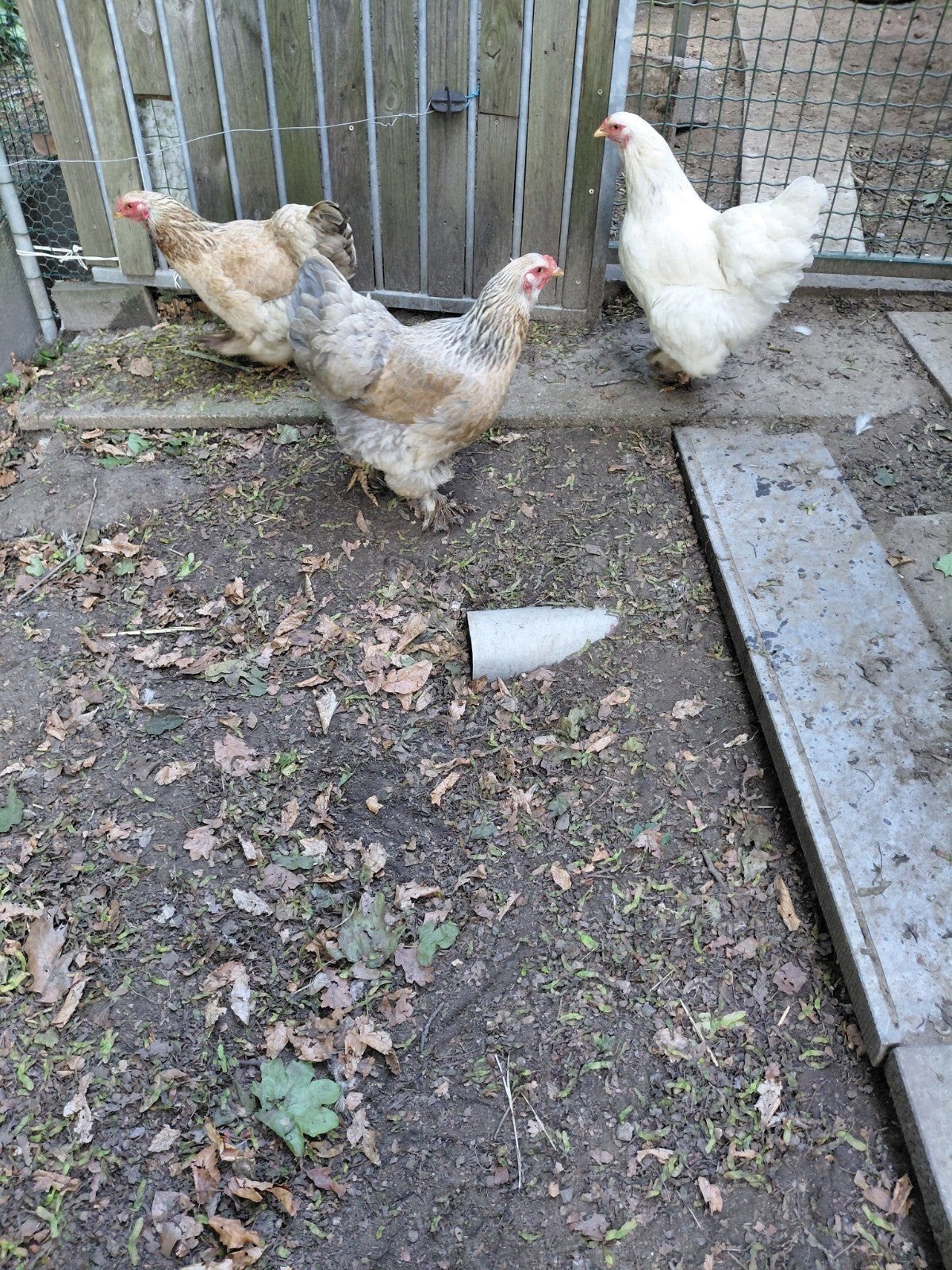 Brahmahennen, Dieren en Toebehoren, Pluimvee