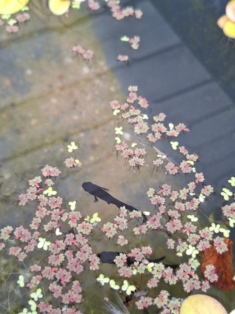 Rijstvisje - Orochi Medaka - enkel mannetjes.