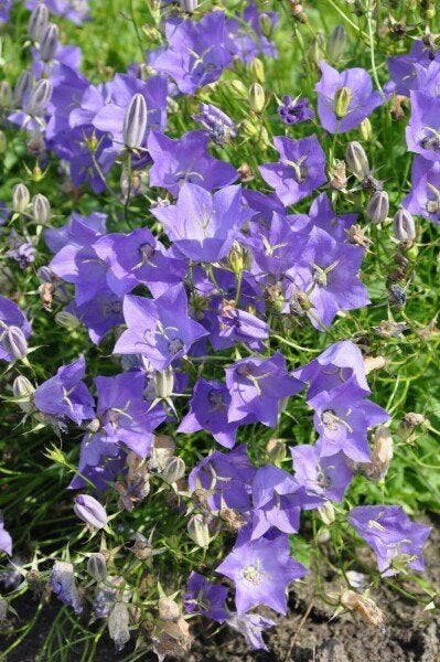 Campanula carpatica 'Blaue Clips', Tuin en Terras, Volle zon, Vaste plant, Lente, Ophalen