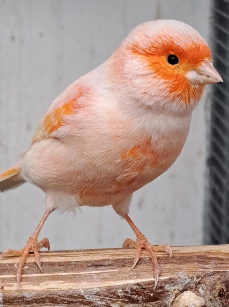 Rood mozaiek, Dieren en Toebehoren, Mannelijk, Zangkanarie