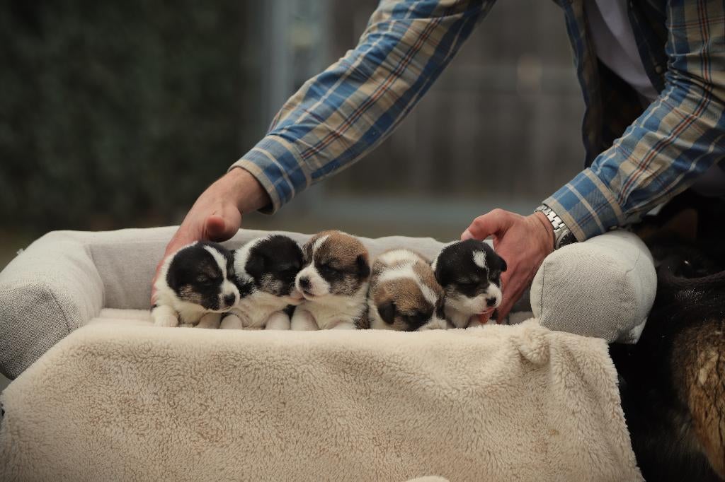 Schattige Welsh Corgi Pembroke Pups – Nu te Reserveren!, Dieren en Toebehoren, België, Overige rassen, 8 tot 15 weken, Meerdere