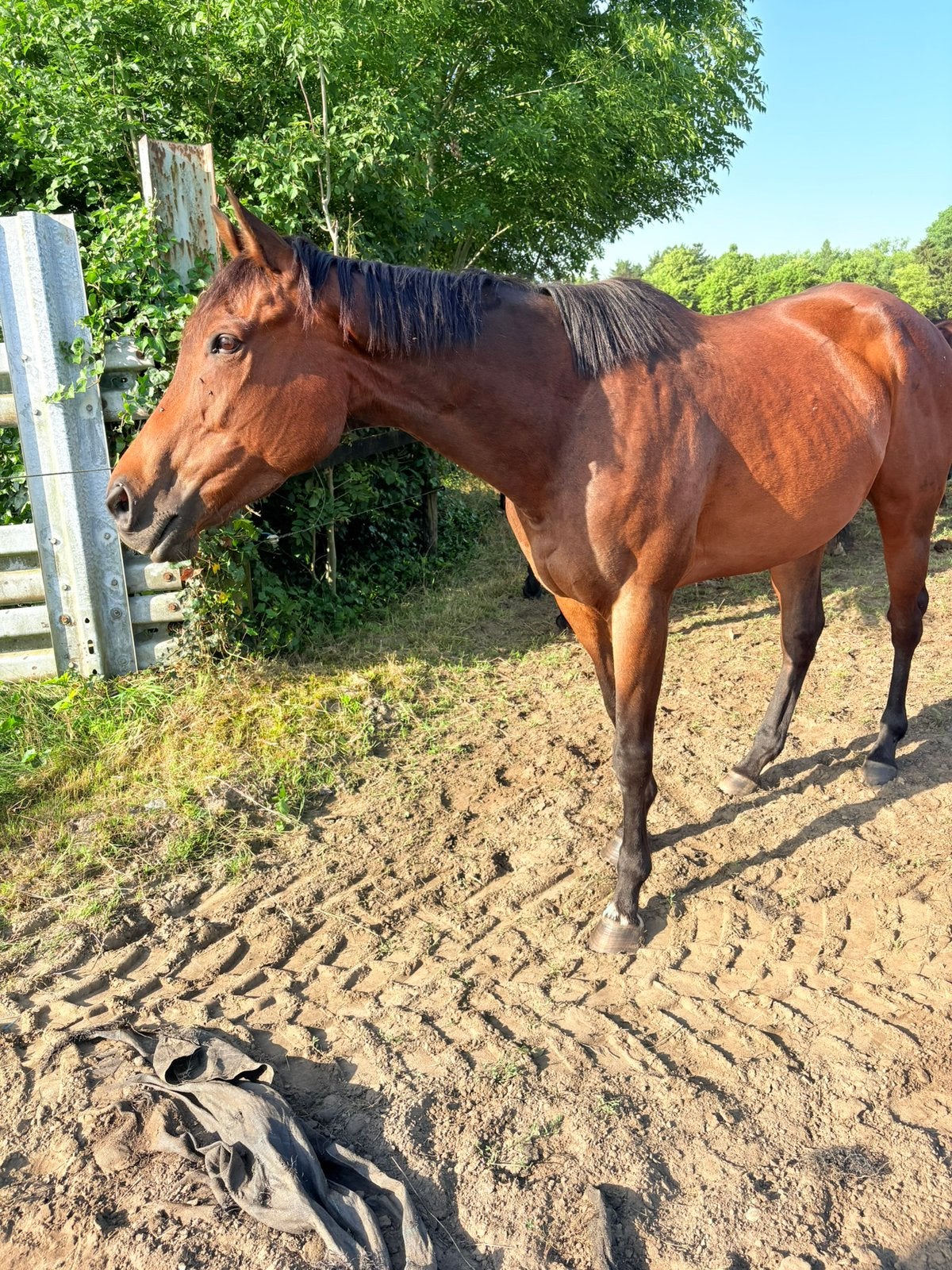 Paard te koop, Enlèvement ou Envoi