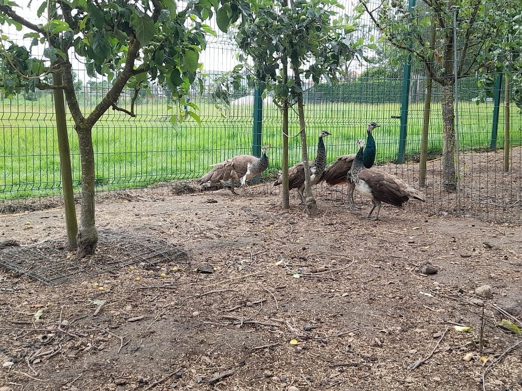 3 Pauwen te koop, Dieren en Toebehoren, Pluimvee, Overige soorten