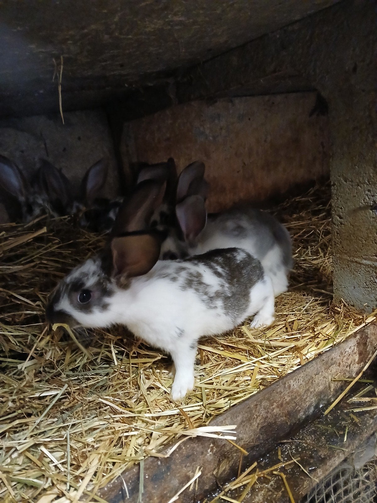 Jonge konijnen, Dieren en Toebehoren, Konijnen
