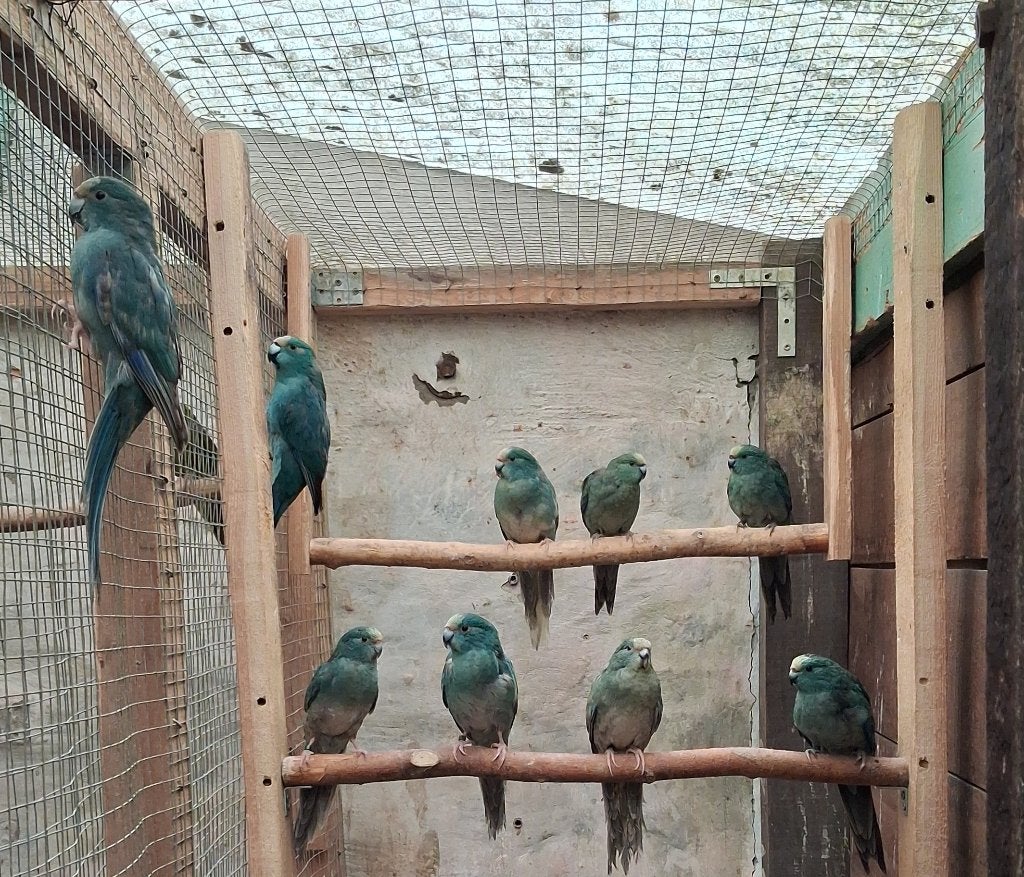 Kakariki Jonge 2026, Dieren en Toebehoren, Meerdere dieren, Parkiet, Geringd