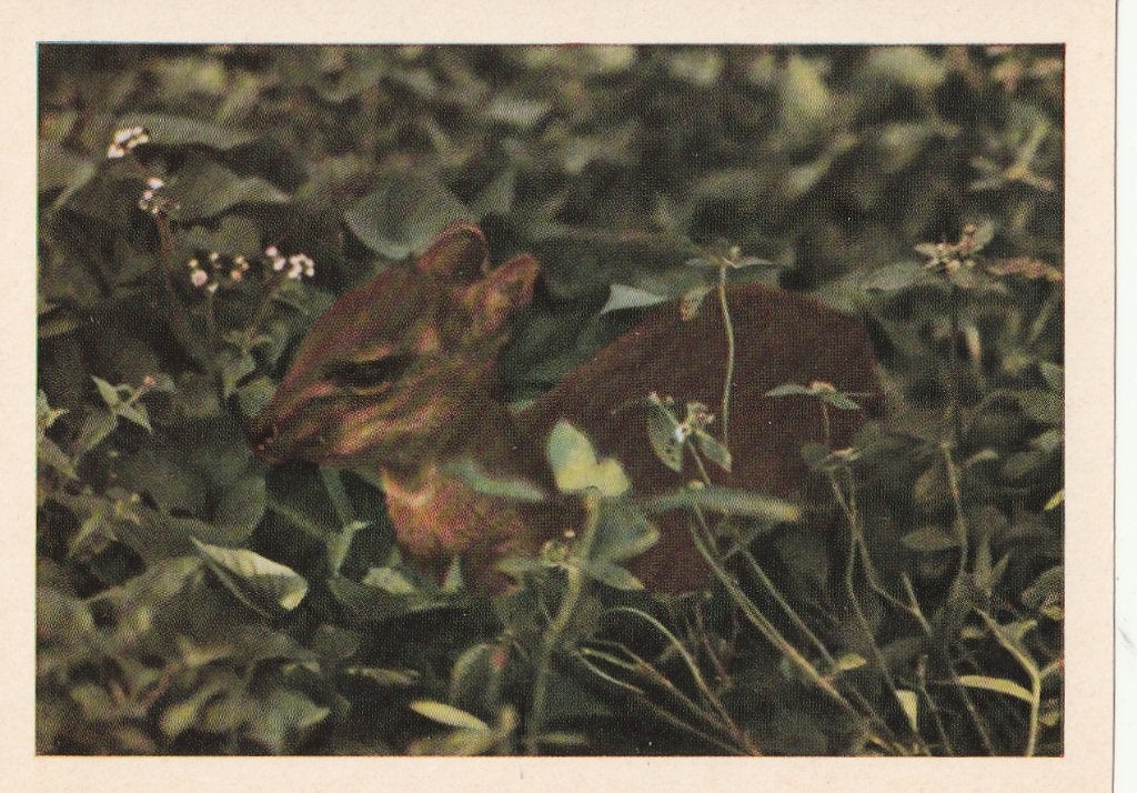 CHROMO  DWERGDUIKER, Verzamelen, Foto's en Prenten, Verzenden, Zo goed als nieuw, Dier, Prent