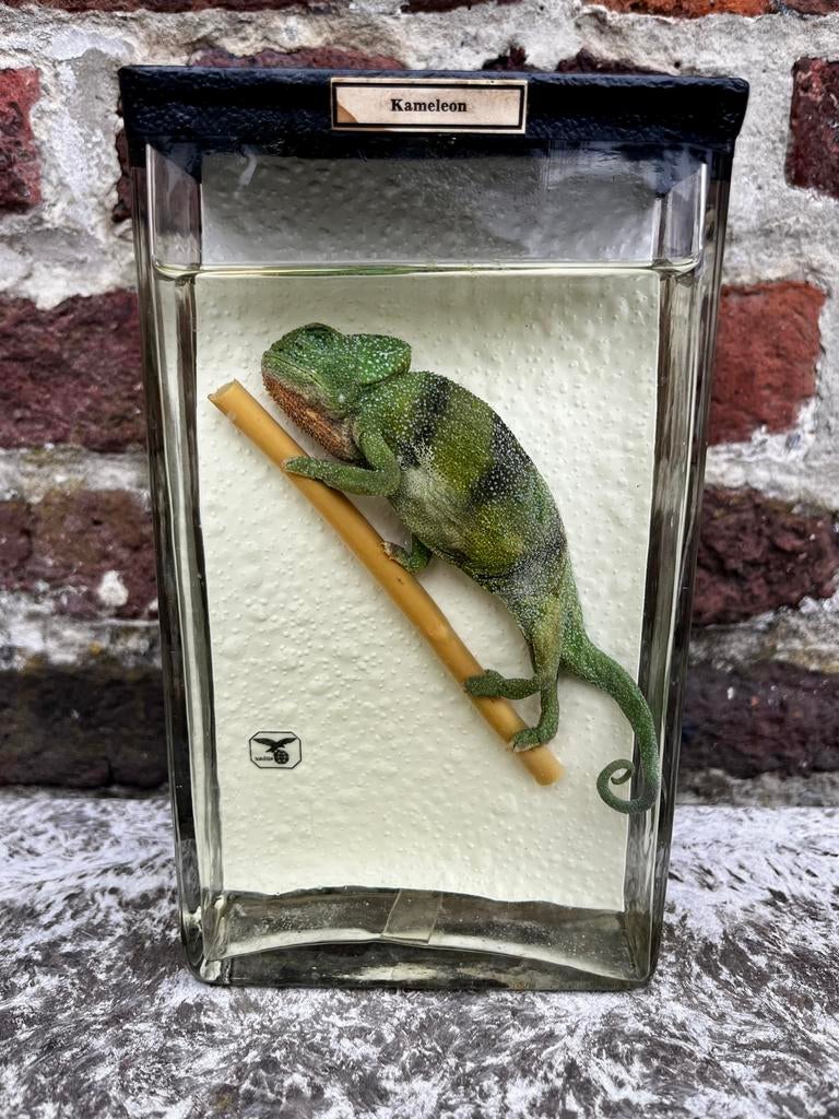 Kameleon op sterk water, Verzamelen, Ophalen, Zo goed als nieuw