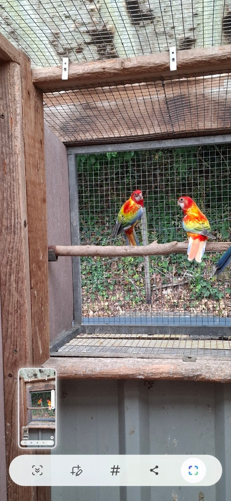 Rosella's in goldopaline kanssplit blauw en zwart, Dieren en Toebehoren