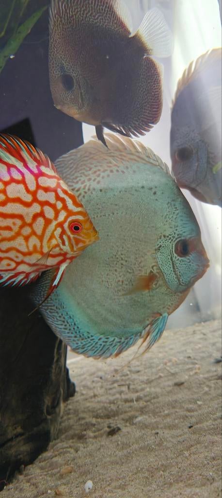 Xxl jumbo aziatische discusvissen  20 cm