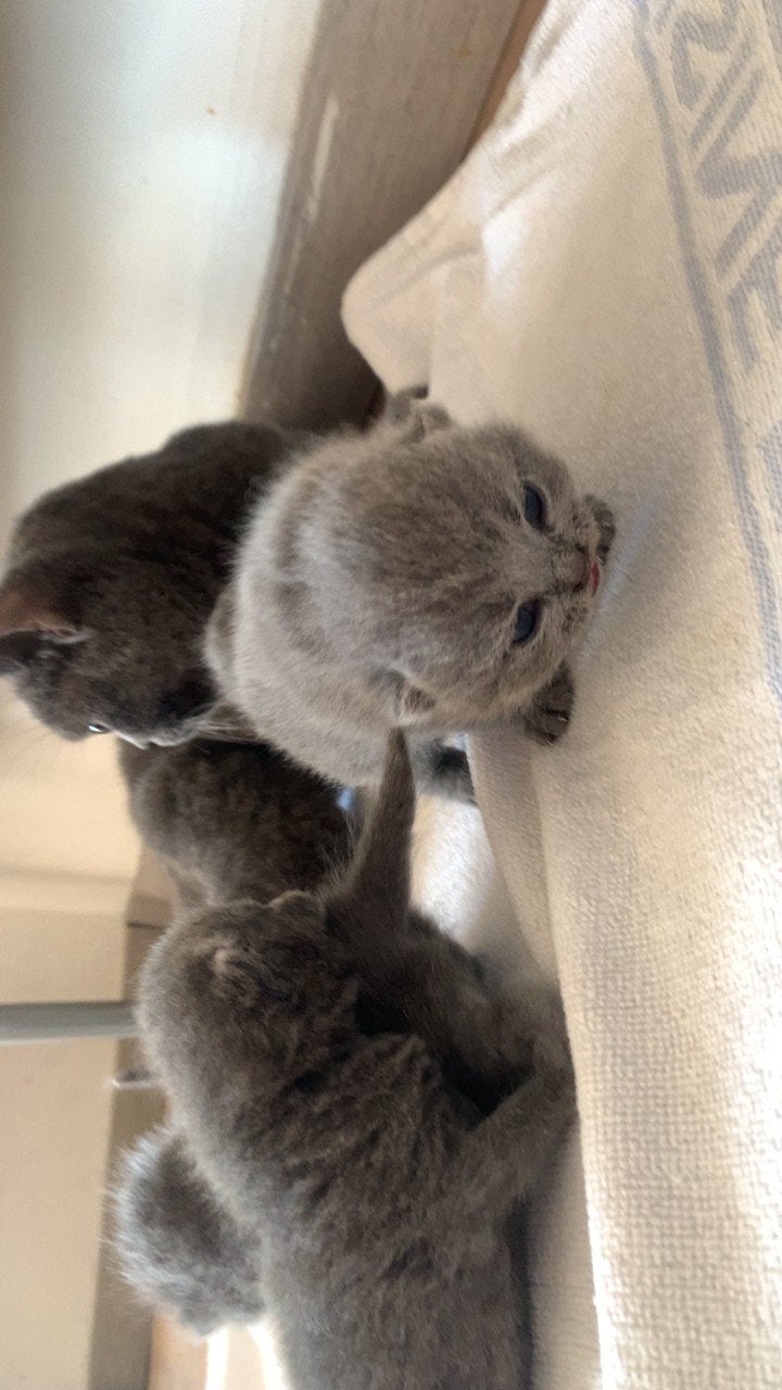 bebe chaton british, Chatte ou Chat, À poils longs, 0 à 2 ans