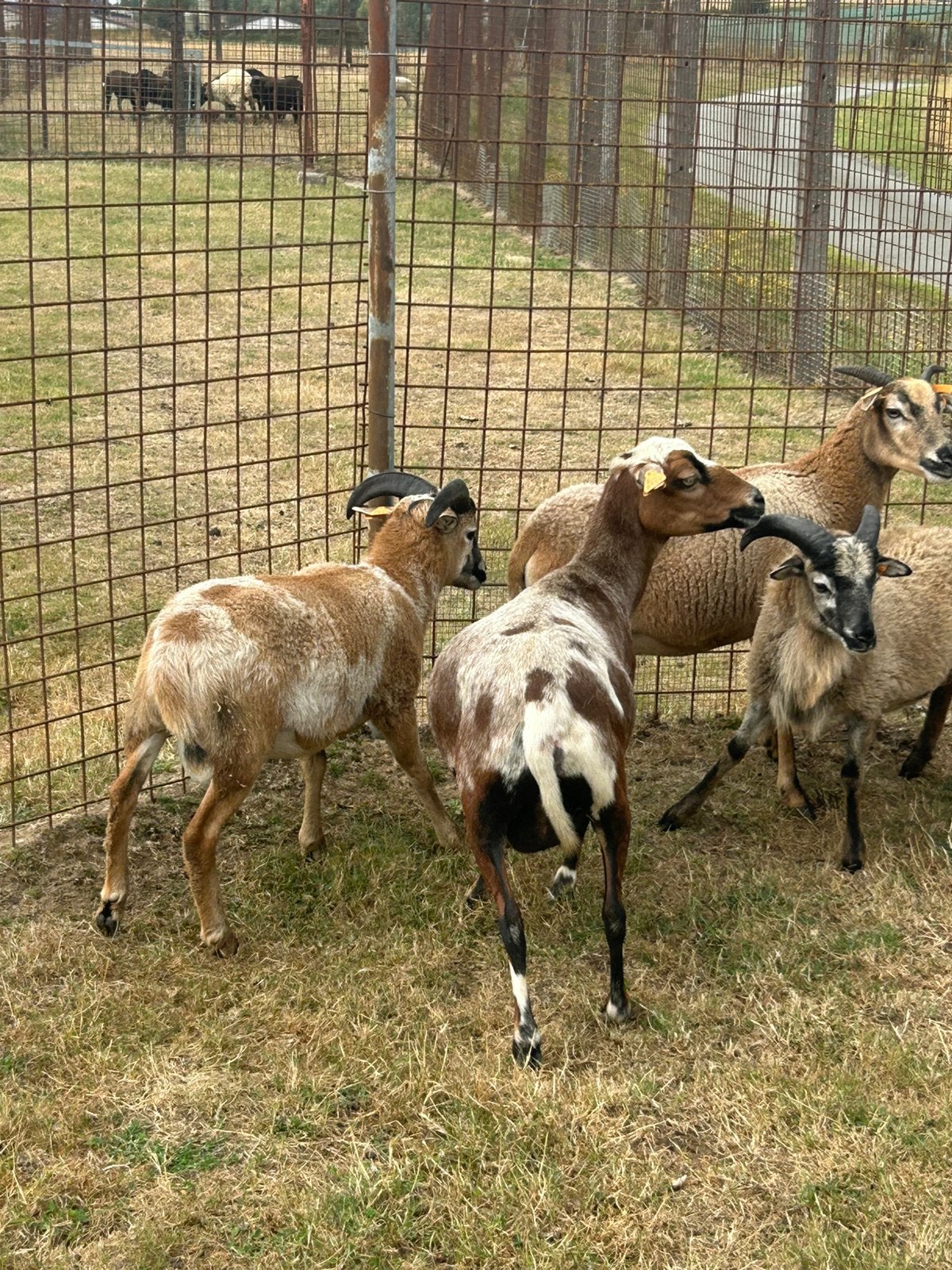Mooie kameroen schapen, Dieren en Toebehoren, Meerdere dieren, Schaap