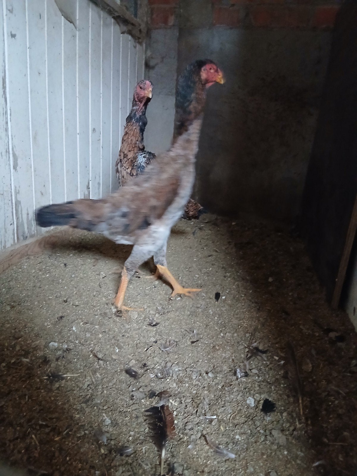 O-Shamo  2025  2 kippen, Dieren en Toebehoren