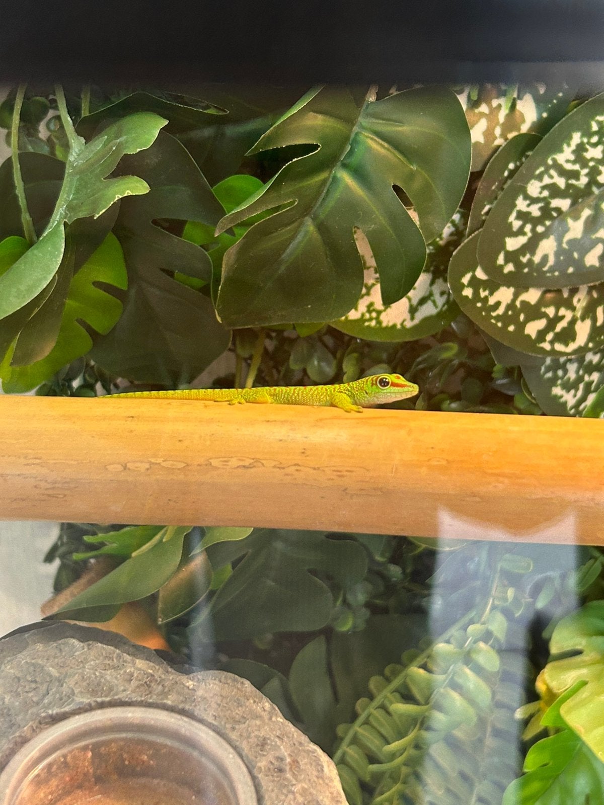 Madagascar reuzedaggecko, Dieren en Toebehoren, Hagedis, 0 tot 2 jaar