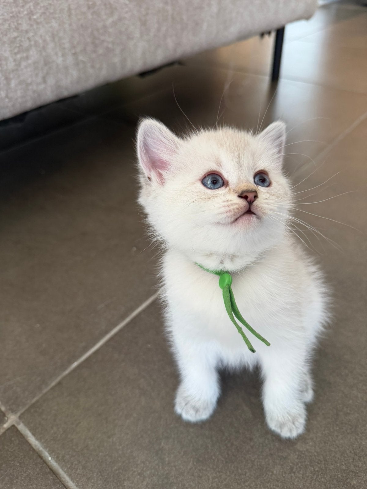 Brits Korthaar nog 3 poesjes en 1 katertje beschikbaar, Animaux & Accessoires, Plusieurs animaux, Avec puce électronique, 0 à 2 ans